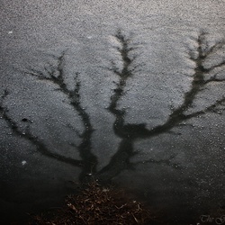 dailyPhoto6